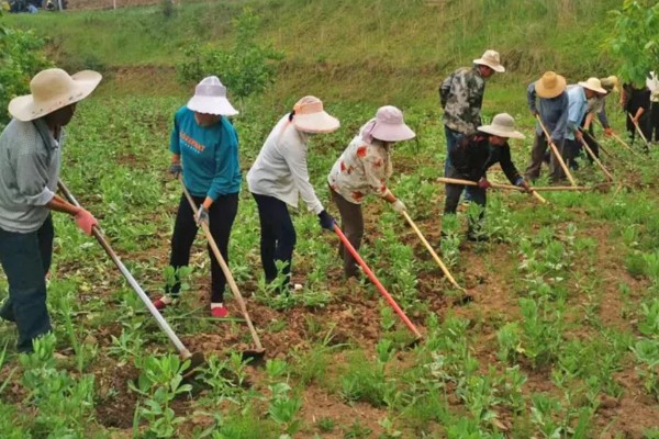 蚕豆什么时候开花，开花时间通常在4-5月