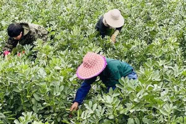蚕豆什么时候开花，开花时间通常在4-5月