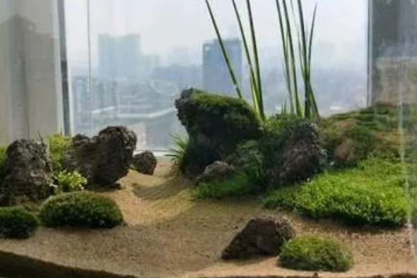 苔藓能不能水养，可以在水中生长