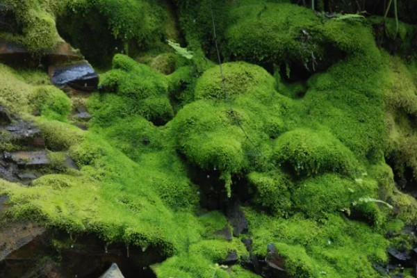 苔藓能不能水养，可以在水中生长