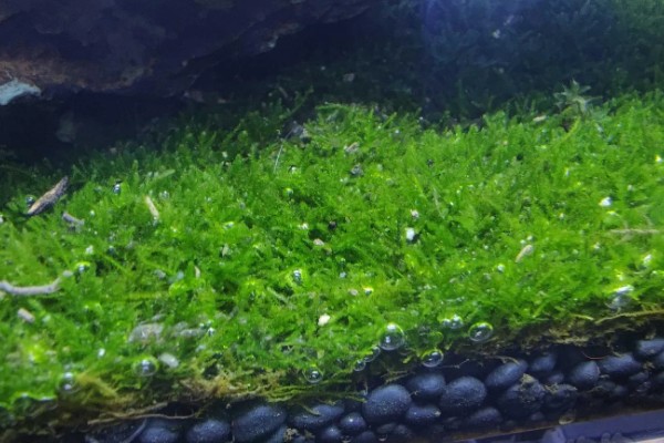 苔藓能不能水养，可以在水中生长