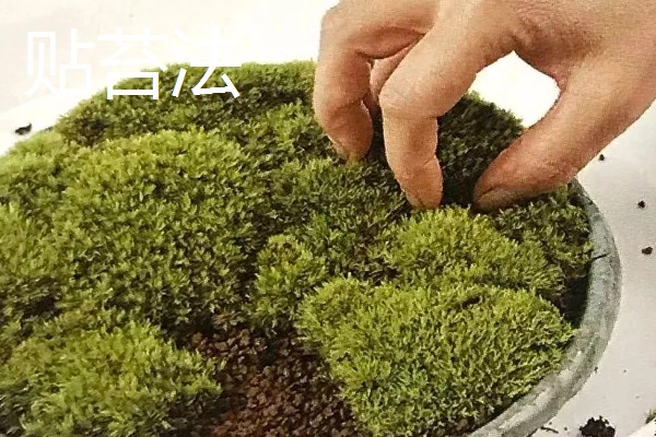 苔藓能不能水养，可以在水中生长