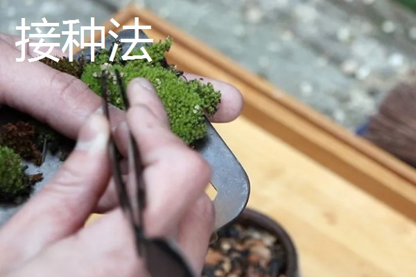 苔藓能不能水养，可以在水中生长