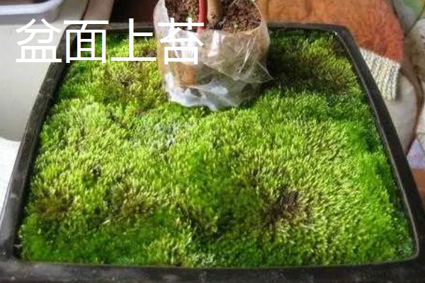 苔藓能不能水养，可以在水中生长