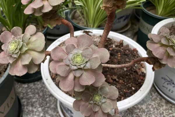 冬天法师叶子变软如何处理，缺少光照可将它养在向阳处