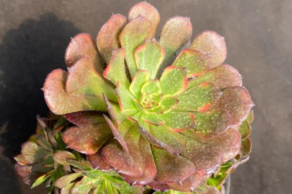 冬天法师叶子变软如何处理，缺少光照可将它养在向阳处