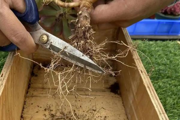 冬天法师叶子变软如何处理，缺少光照可将它养在向阳处