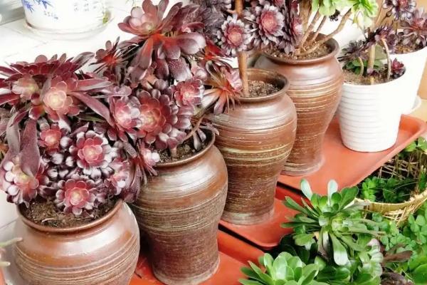 冬天法师叶子变软如何处理，缺少光照可将它养在向阳处