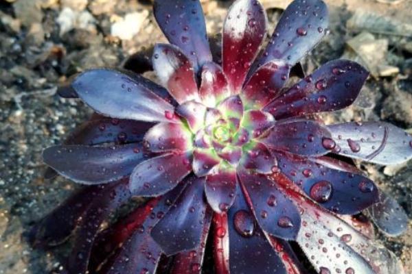 冬天法师叶子变软如何处理，缺少光照可将它养在向阳处