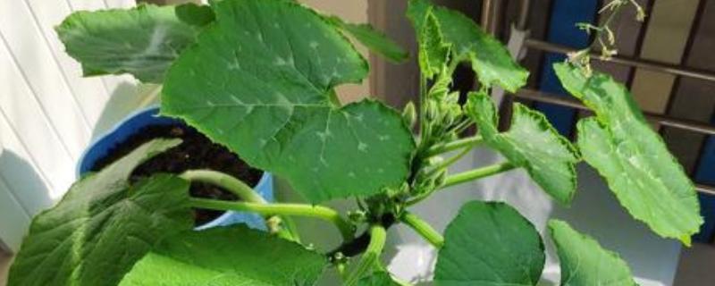 迷你南瓜怎么种植，春秋两季都可以播种