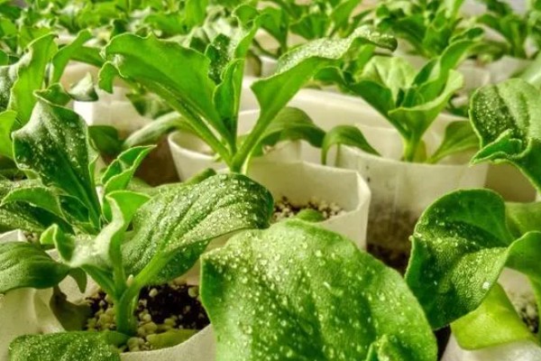 夏季怎么种植冰菜，每穴放入2-3粒种子