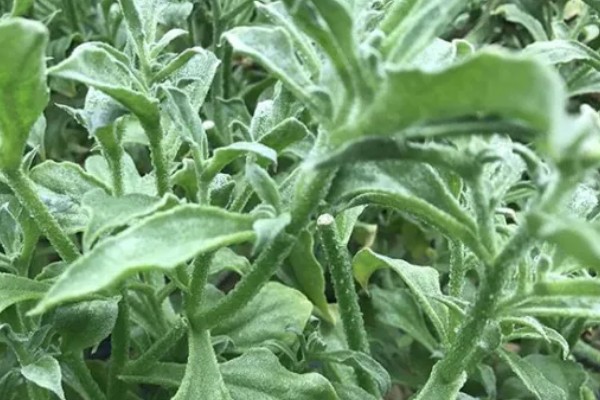 夏季怎么种植冰菜，每穴放入2-3粒种子