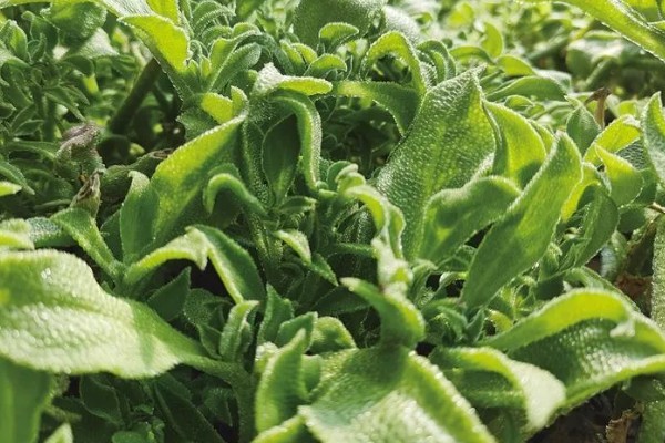 夏季怎么种植冰菜，每穴放入2-3粒种子