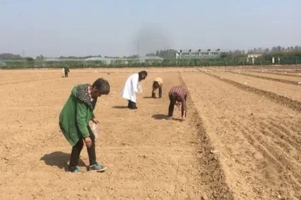 夏季怎么种植冰菜，每穴放入2-3粒种子