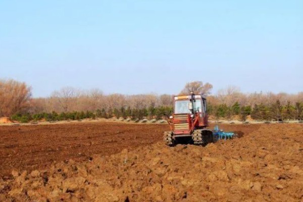 夏季怎么种植冰菜，每穴放入2-3粒种子