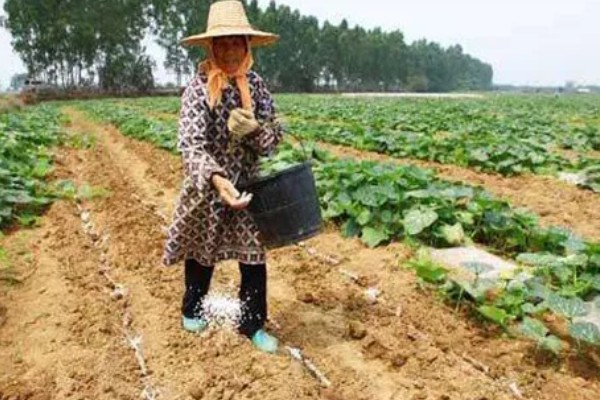 迷你南瓜怎么种植,春秋两季都可以播种