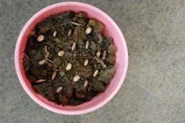 迷你南瓜怎么种植,春秋两季都可以播种