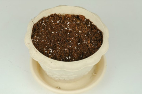 迷你南瓜怎么种植,春秋两季都可以播种