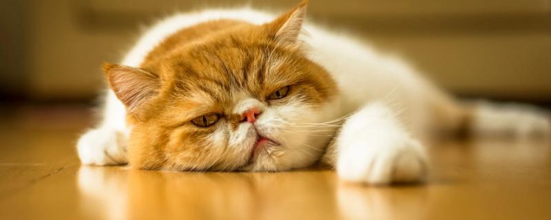 为什么猫咪呕吐黄水，可能是疾病或者长时间没吃东西所致