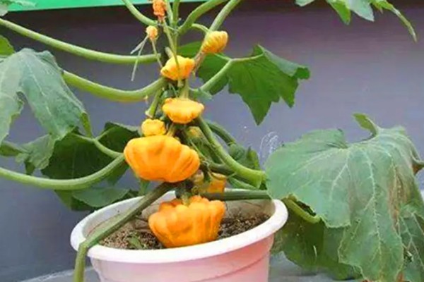 迷你南瓜怎么种植,春秋两季都可以播种