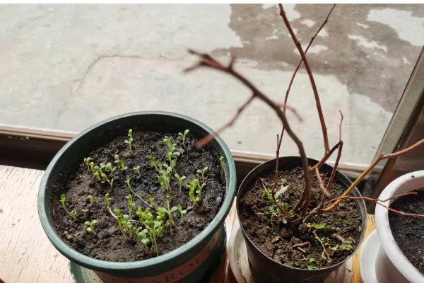 北方蓝莓能不能在室外过冬，放在向阳处就可以度过冬天