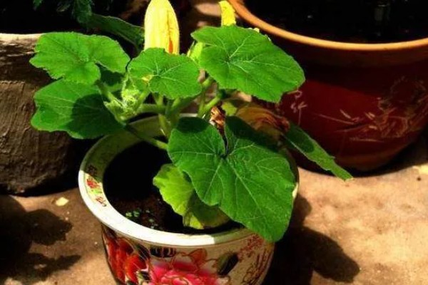 迷你南瓜怎么种植,春秋两季都可以播种