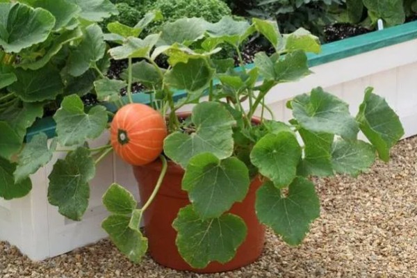 迷你南瓜怎么种植,春秋两季都可以播种