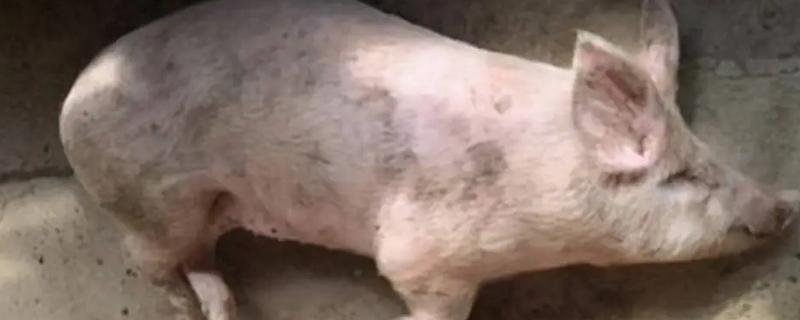 猪的口蹄病怎么防治，可以用高锰酸钾清洗口腔