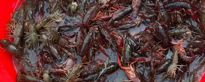 钓龙虾所需钓具，可使用结实的竹竿