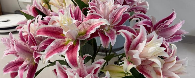 百合花开花后要剪掉花蕊的原因，可以提高观赏度、延长花期