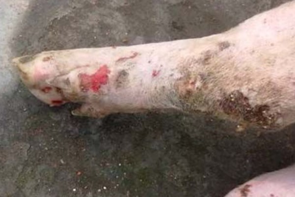 猪的口蹄病怎么防治,可以用高锰酸钾清洗口腔