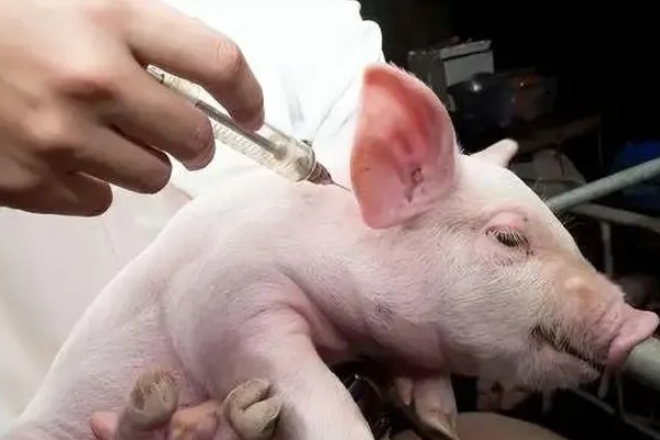 猪的口蹄病怎么防治,可以用高锰酸钾清洗口腔
