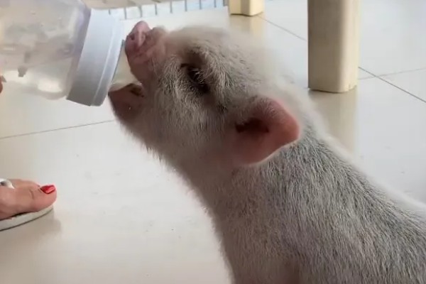 猪的口蹄病怎么防治,可以用高锰酸钾清洗口腔