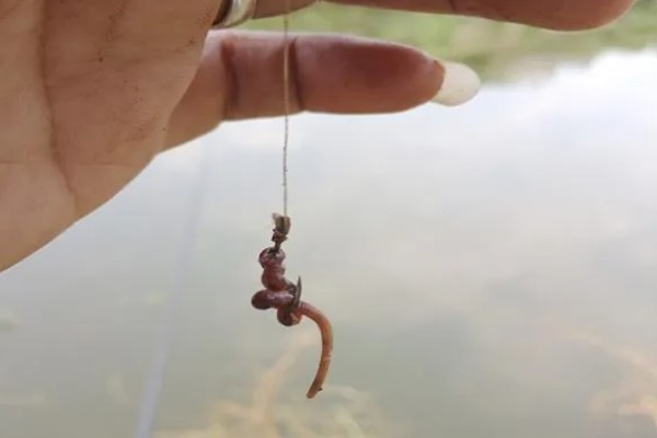 钓龙虾所需钓具，可使用结实的竹竿