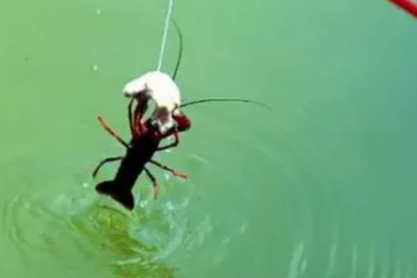 钓龙虾所需钓具，可使用结实的竹竿