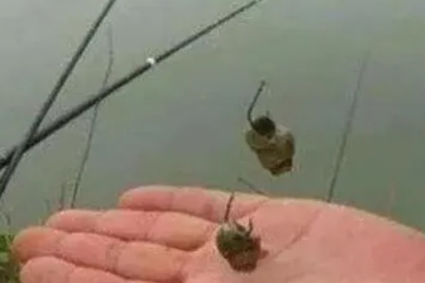 钓龙虾所需钓具，可使用结实的竹竿