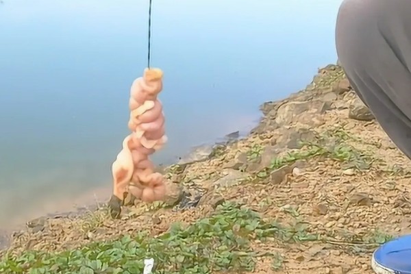 钓龙虾所需钓具，可使用结实的竹竿