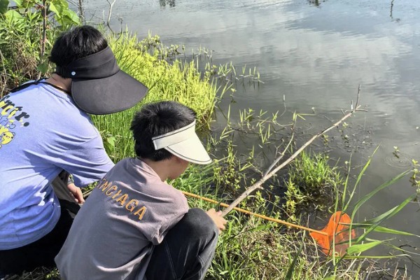 钓龙虾所需钓具，可使用结实的竹竿