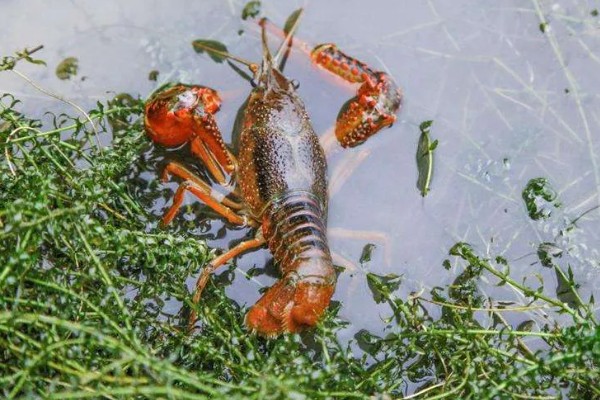 钓龙虾所需钓具，可使用结实的竹竿