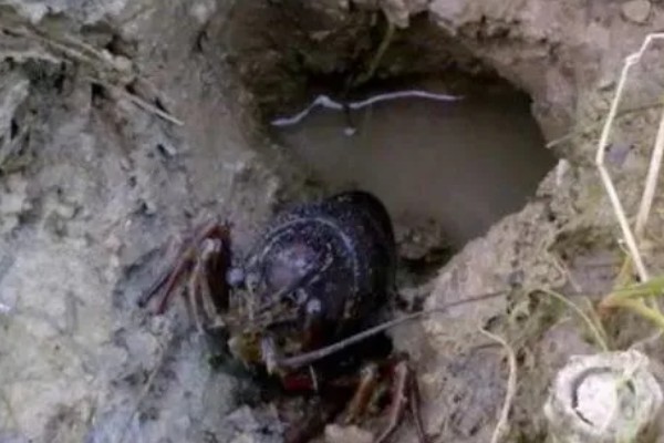 钓龙虾所需钓具，可使用结实的竹竿