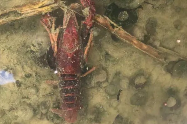 钓龙虾所需钓具，可使用结实的竹竿