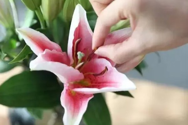 百合花开花后要剪掉花蕊的原因，可以提高观赏度、延长花期