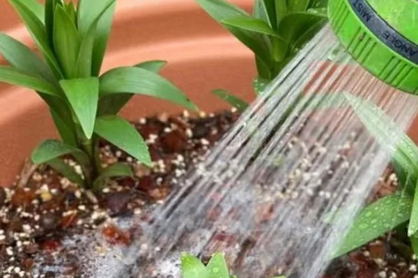 百合花开花后要剪掉花蕊的原因，可以提高观赏度、延长花期