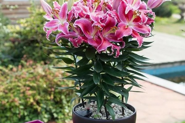 百合花开花后要剪掉花蕊的原因，可以提高观赏度、延长花期