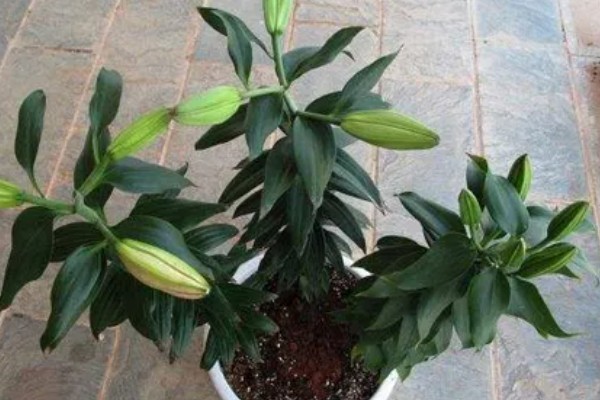 百合花开花后要剪掉花蕊的原因，可以提高观赏度、延长花期