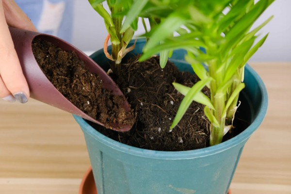 百合花开花后要剪掉花蕊的原因，可以提高观赏度、延长花期