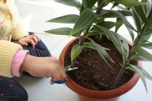 百合花开花后要剪掉花蕊的原因，可以提高观赏度、延长花期