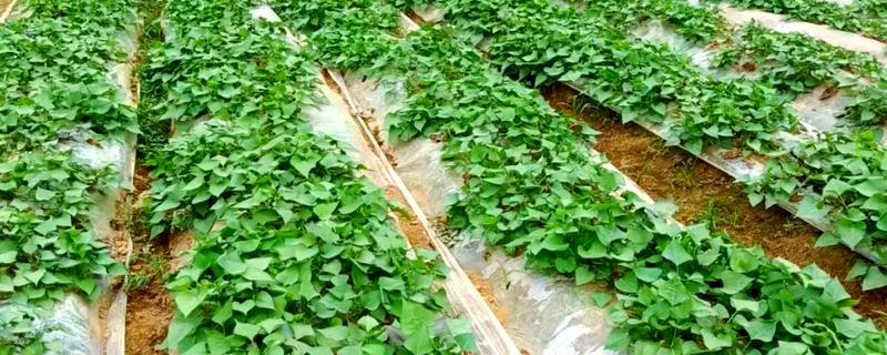 红薯怎样管理，定植后7-10天就要施加苗肥