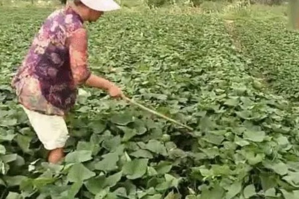 红薯怎样管理，定植后7-10天就要施加苗肥