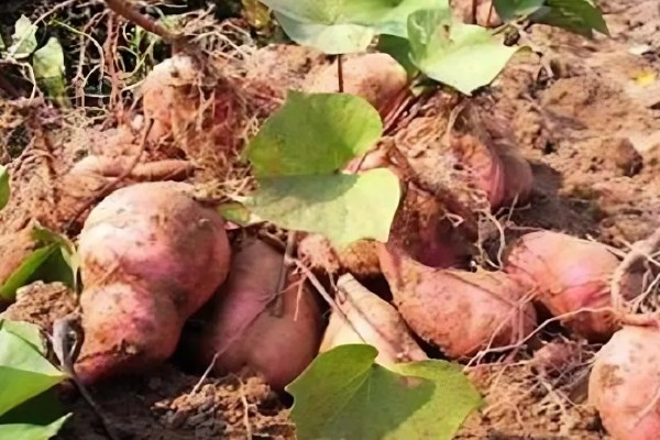 红薯怎样管理，定植后7-10天就要施加苗肥